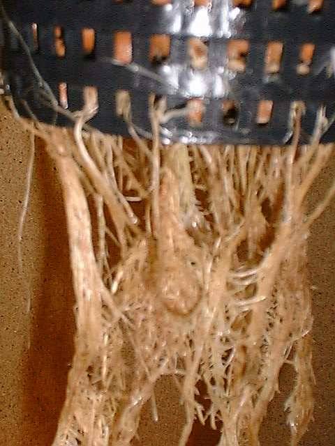 1134pythium-root-rot-close1.jpg