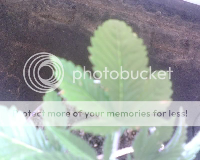 IMG00137.jpg