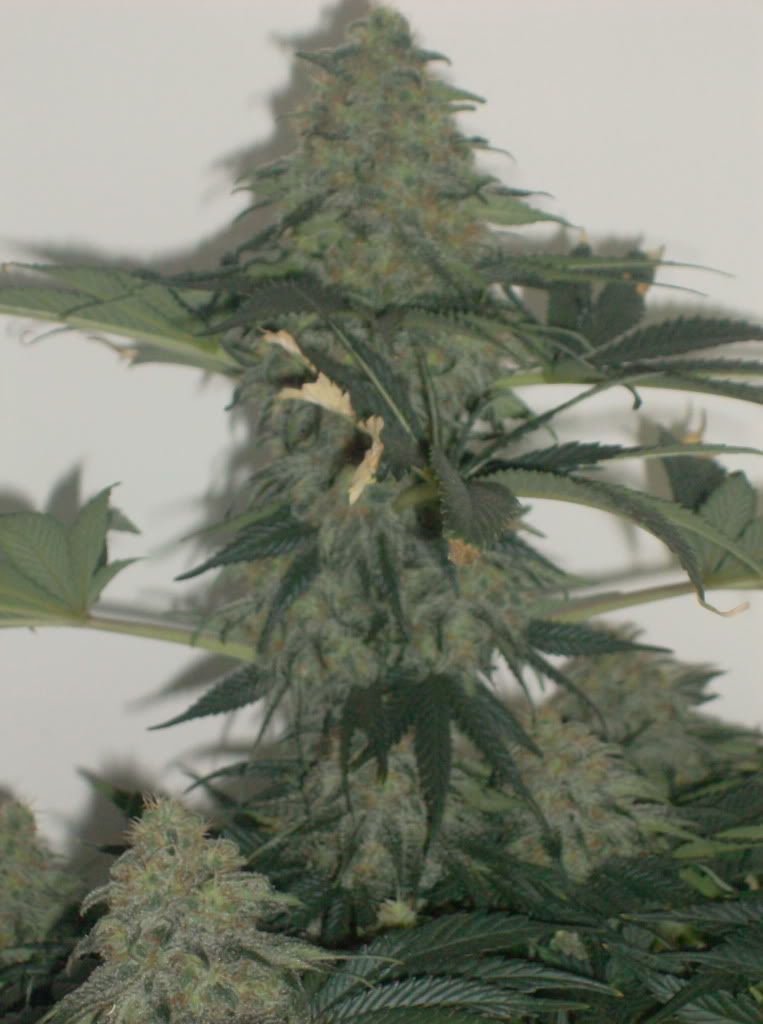 HPIM4613-Copy-1.jpg