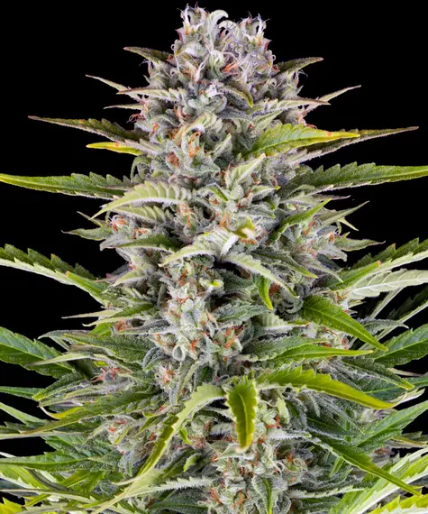 www.barneysfarm.com