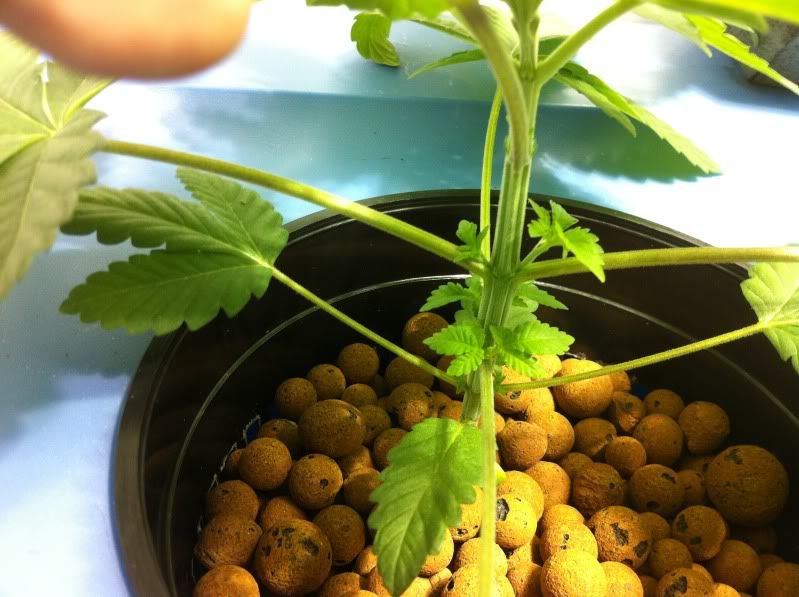 plant2.jpg