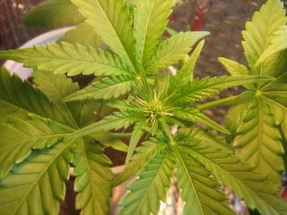 sprout012.jpg