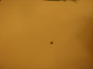 sprout002.jpg