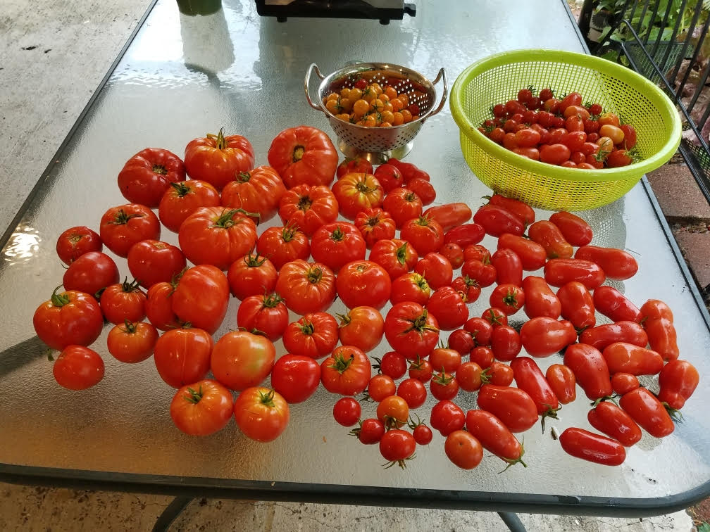 tomatoes918.jpg