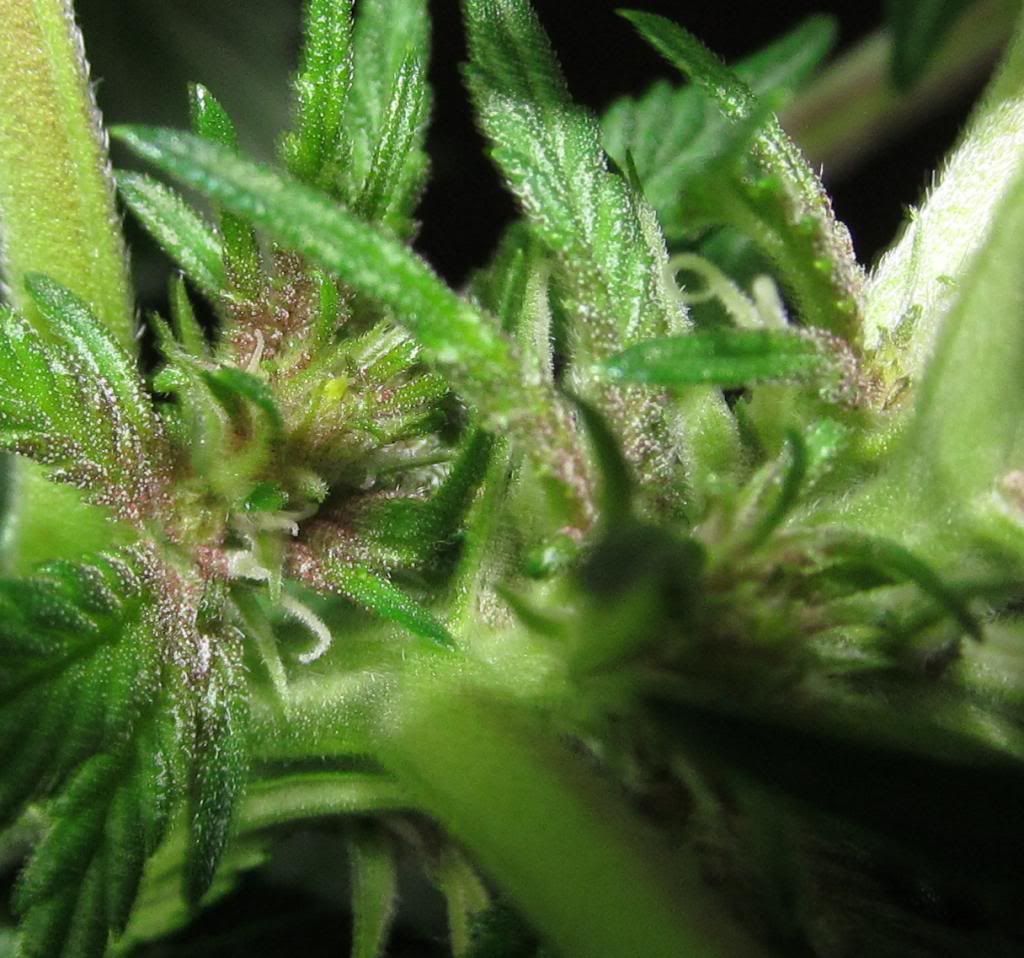 PUxYM2_zps1cf60887.jpg