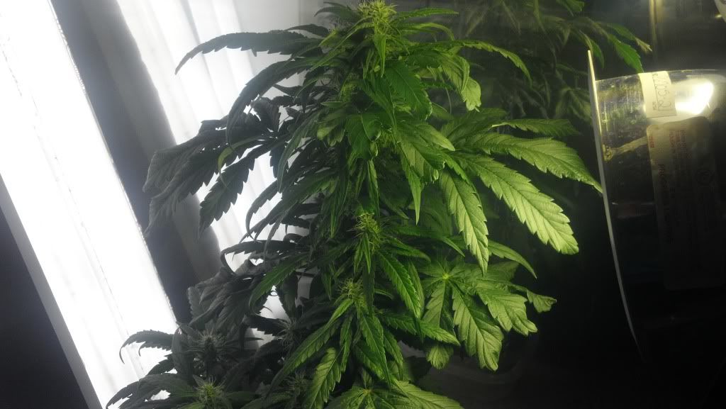 2013-03-24_17-09-04_416_zps1d92ff62.jpg