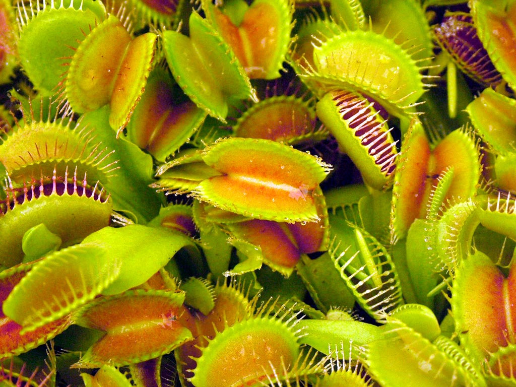venus-fly-trap-plants.jpg