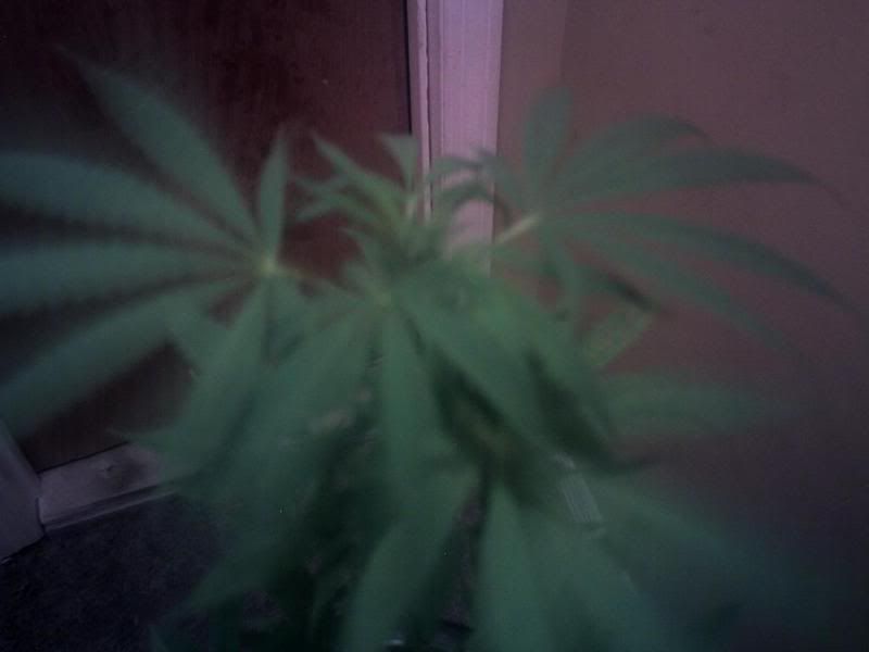 PICT0004.jpg