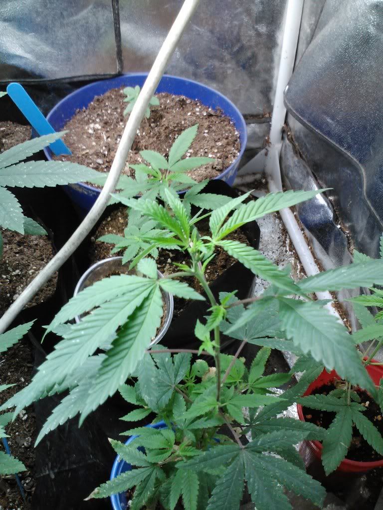 IMG038_zps58eae7e3.jpg