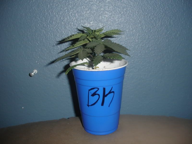 lv84brf002.jpg
