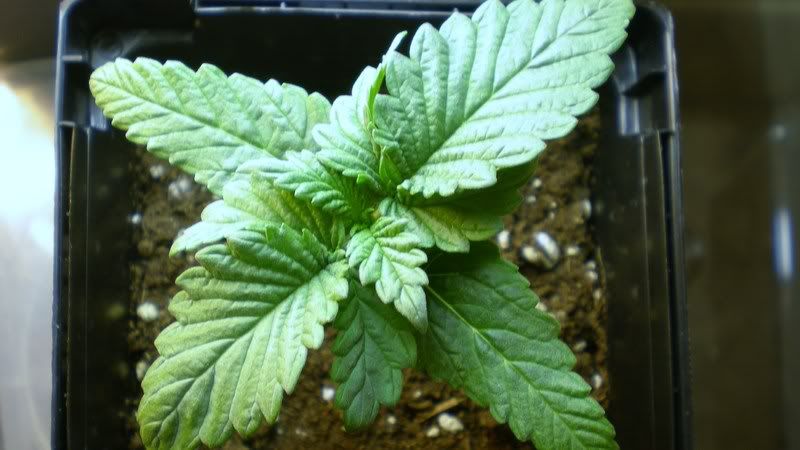 Plant1-15-August21st.jpg