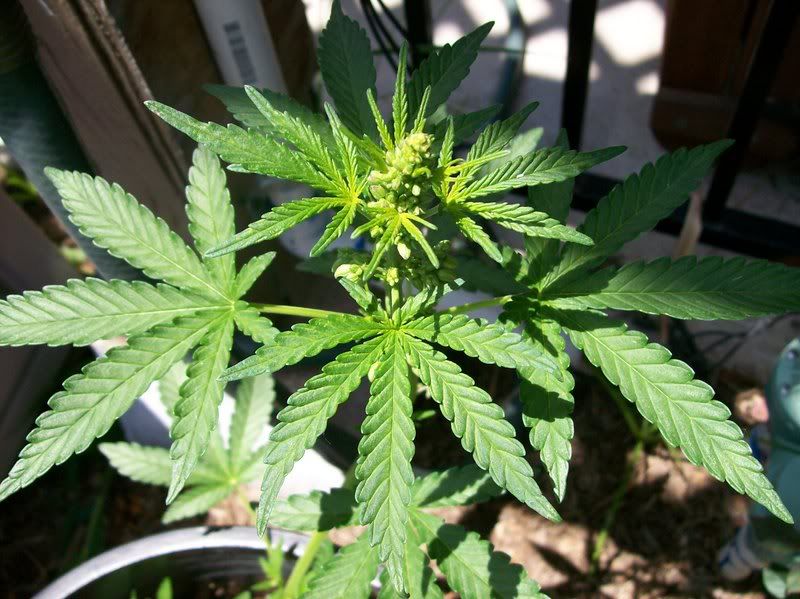 PLANT019.jpg