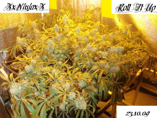 GrowRoom231009.jpg