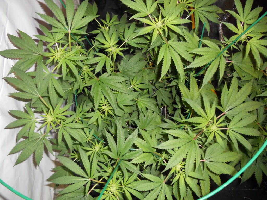 G13A2_Day24f.jpg