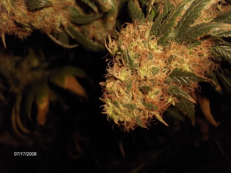 onedayb4flush015.jpg