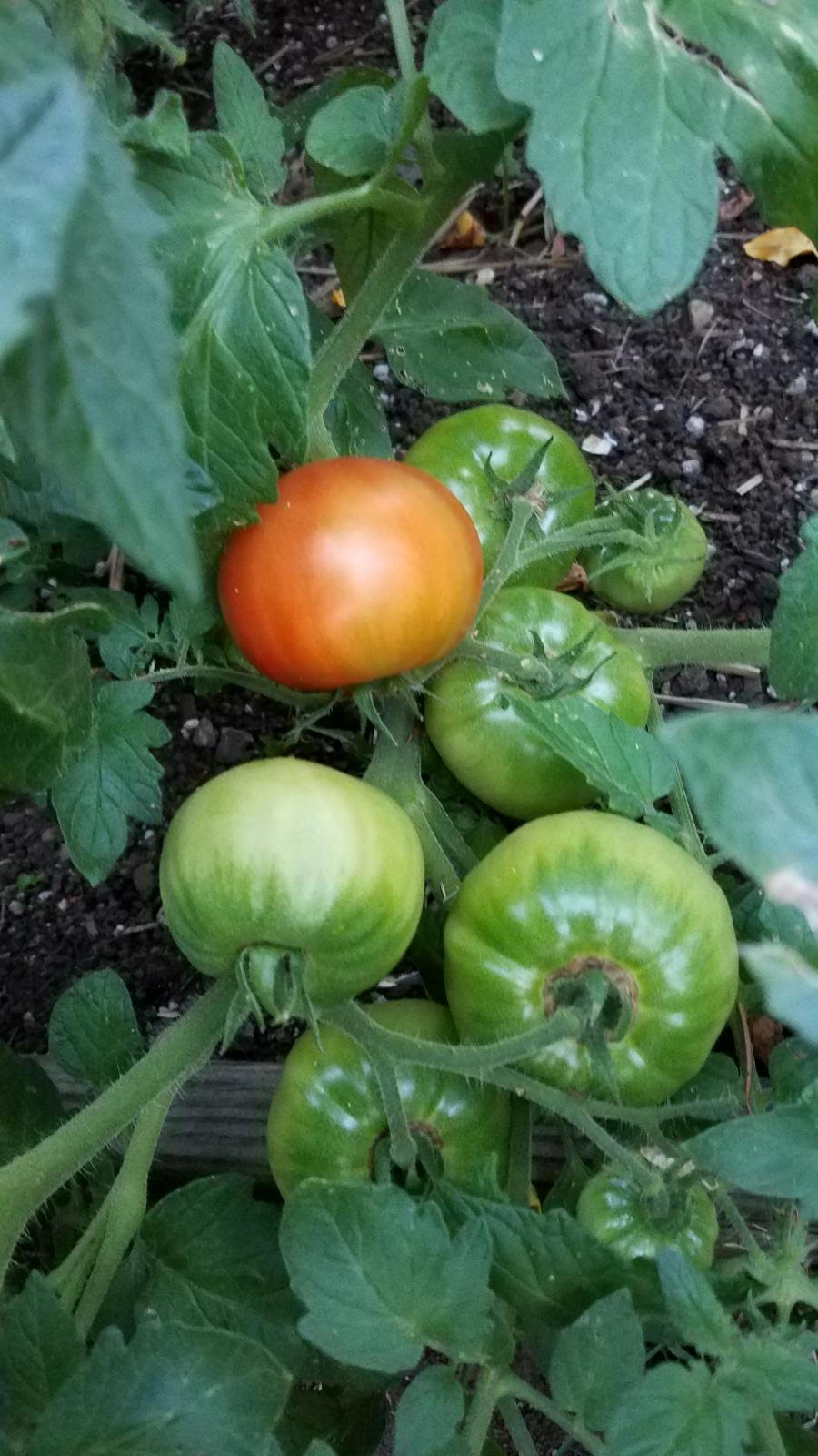 tomato716.jpg
