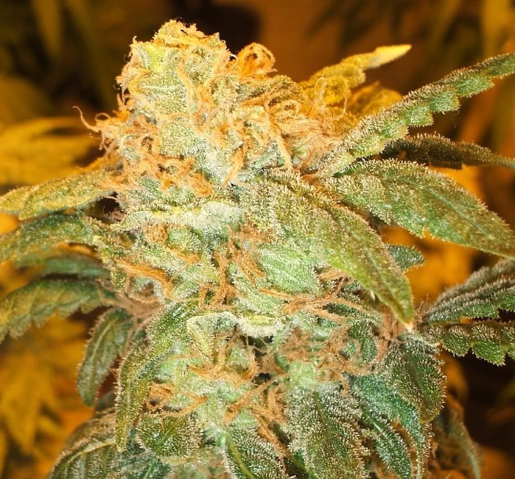 Kush.jpg