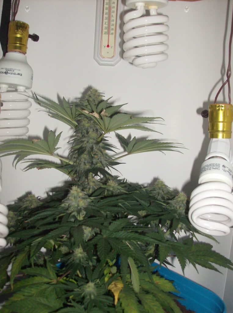 HPIM4413-Copy.jpg