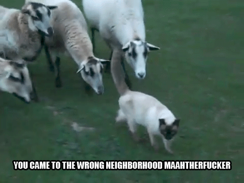 Even Cats Can't Escape it | You Came to the Wrong Neighborhood | Know Your  Meme
