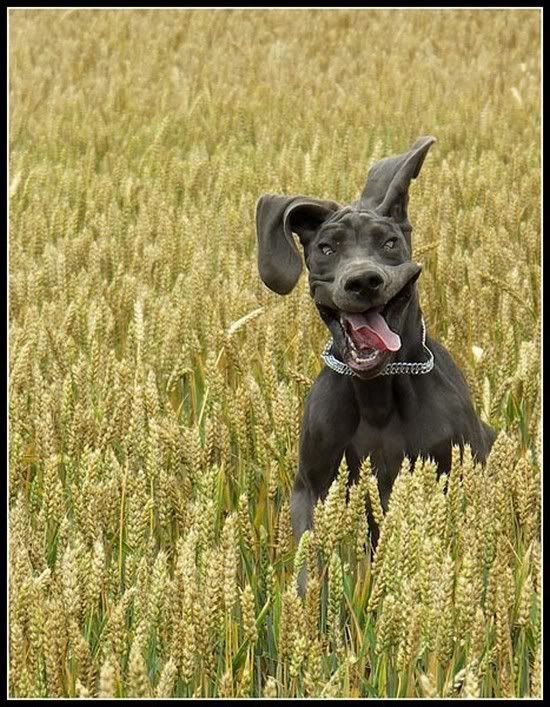 Dog.jpg