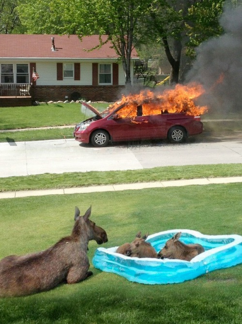 moose-car-fire.jpg