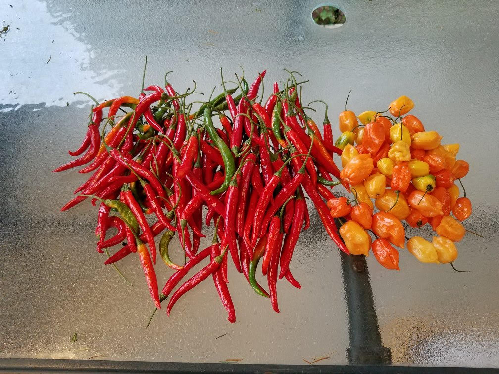 peppersa2.jpg