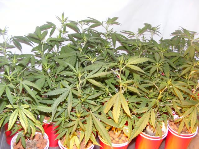 DSCF5011.jpg