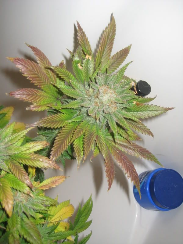 plants220.jpg