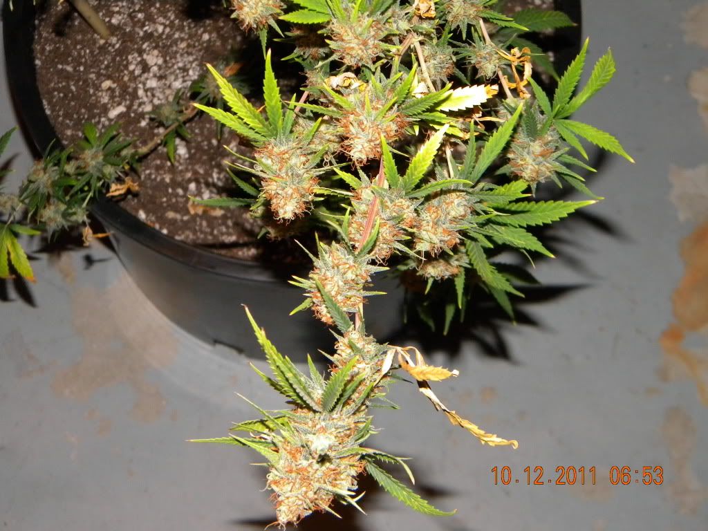 DSCN2855.jpg