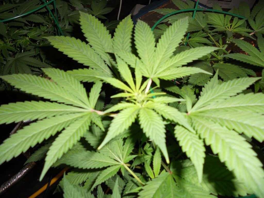 G13_Day17f_1.jpg