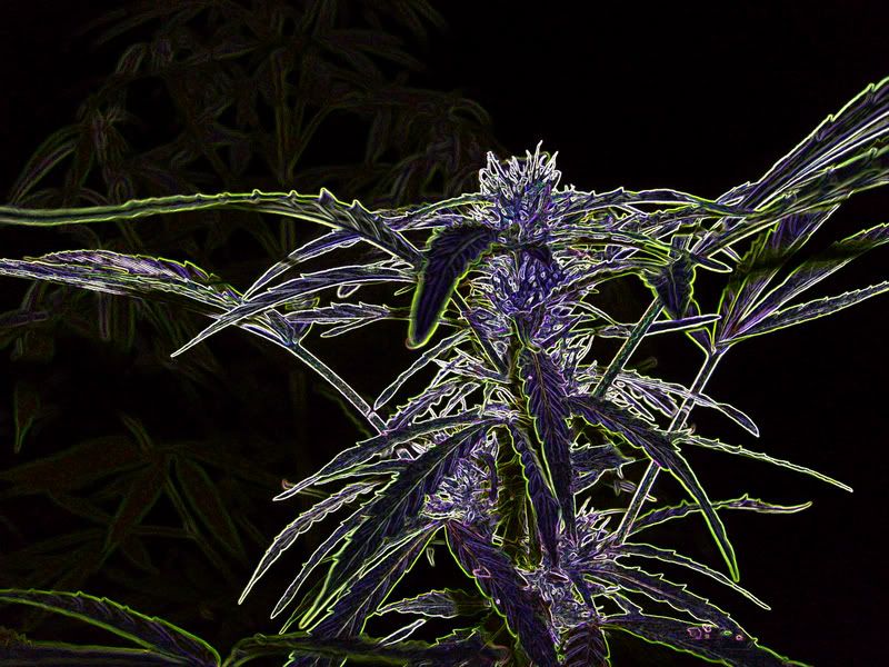 crazybud-1.jpg