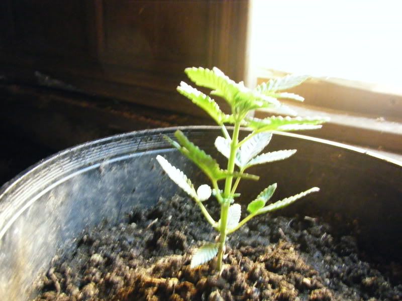 mj090001-2.jpg