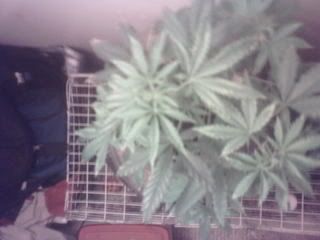 Plants3daysof12-12004.jpg