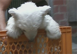 jlYB9GV.gif