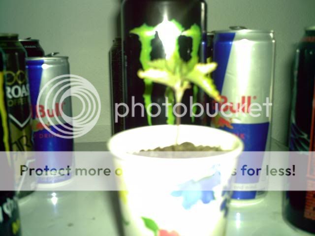 PIC00010.jpg