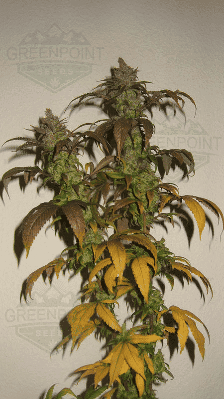 purple-punch-s1-seeds-gps.png