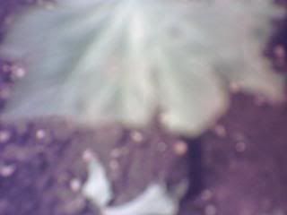 Day5flowering001.jpg
