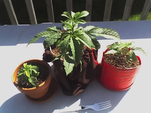 sunbathing2.jpg