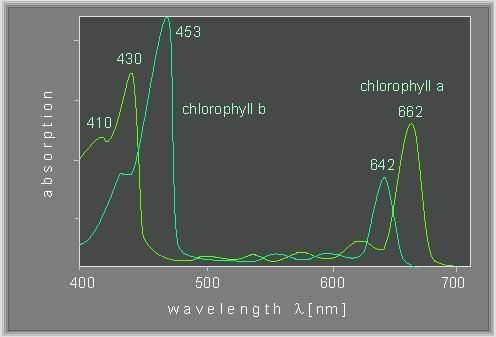 chlorophyll.jpg