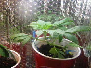 sprout007.jpg