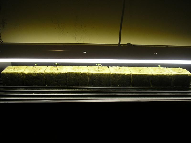 P1010023.jpg