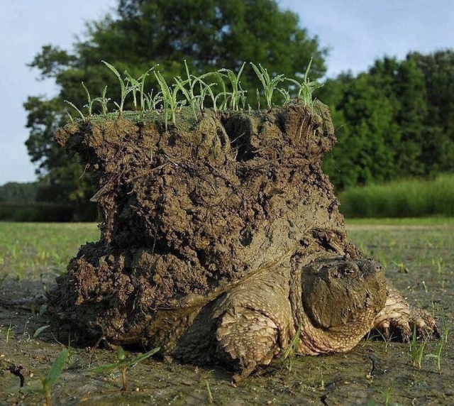 acid_picdump_80.jpg