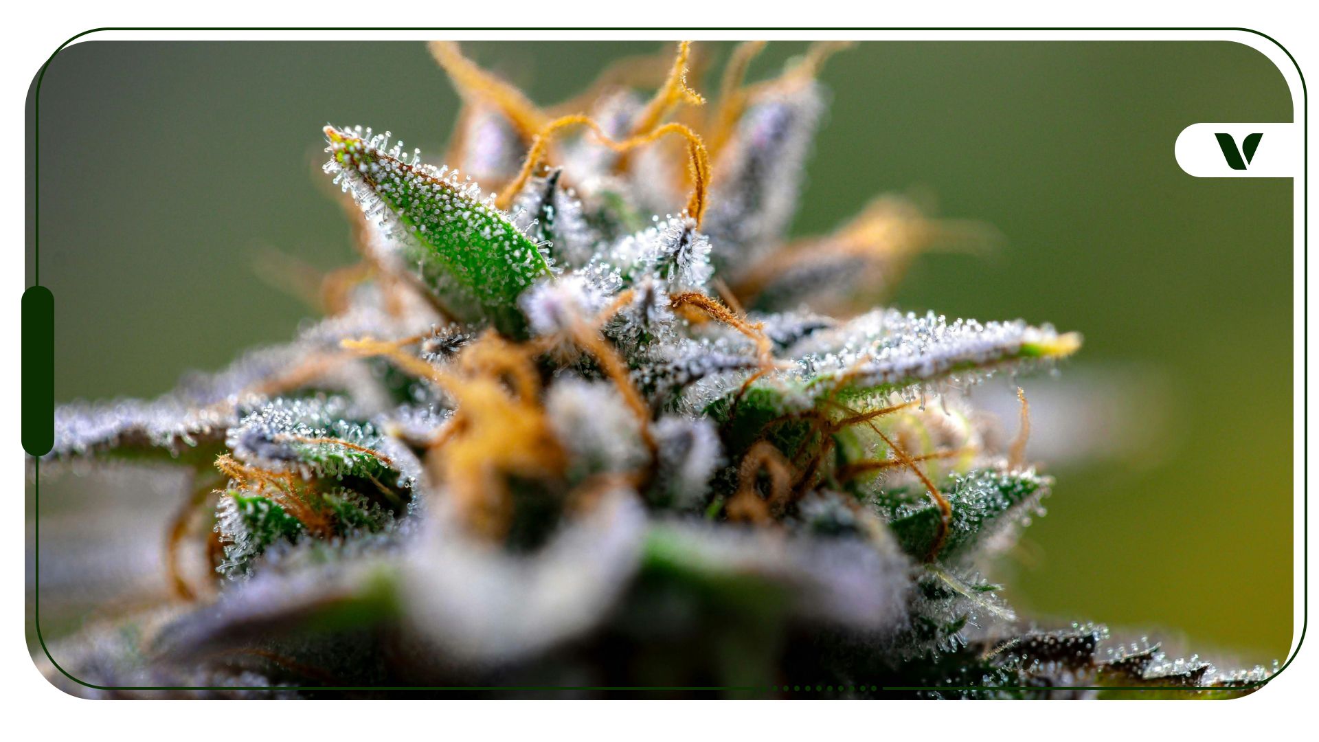 www.veriheal.com