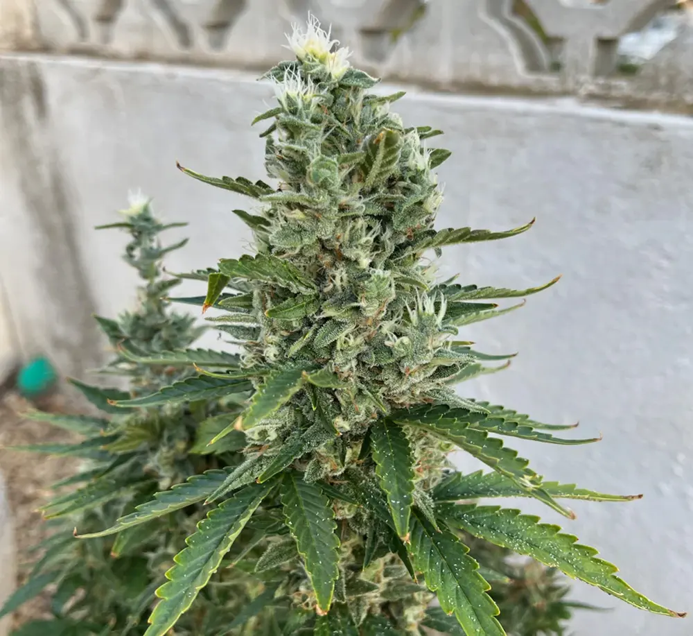 freedomofseeds.com