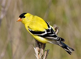 american_goldfinch_glamour12.jpg