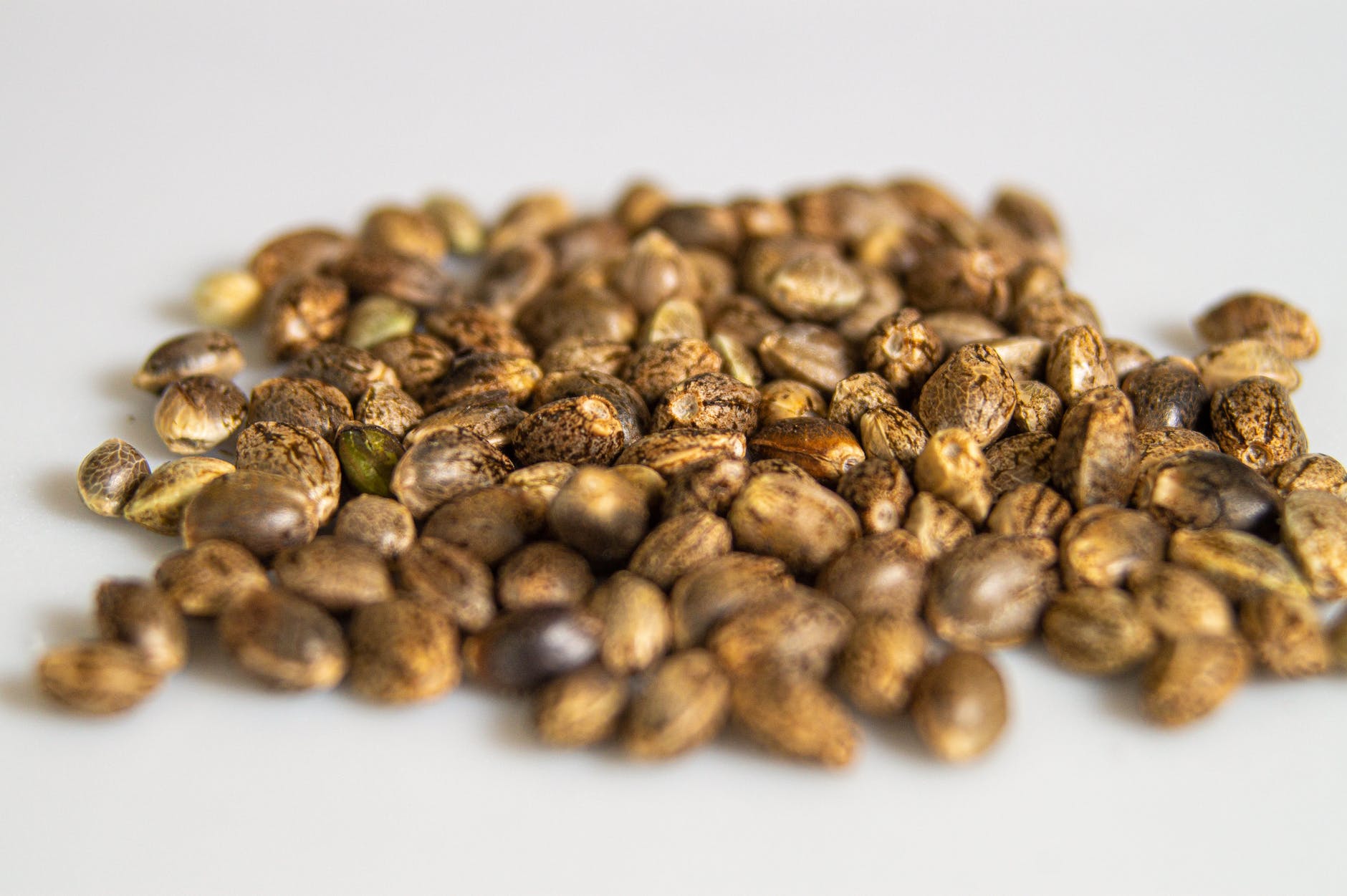 sacredseeds.com.au