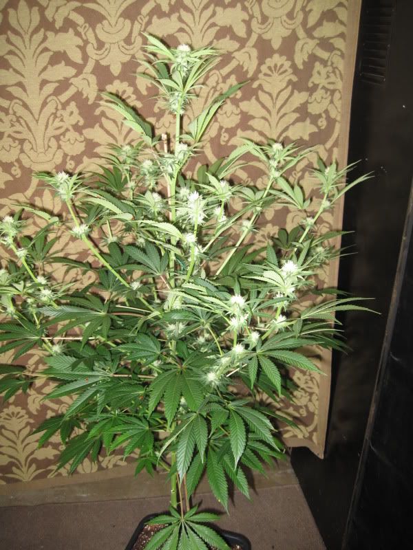 Q3_KingQuerkle_side.jpg