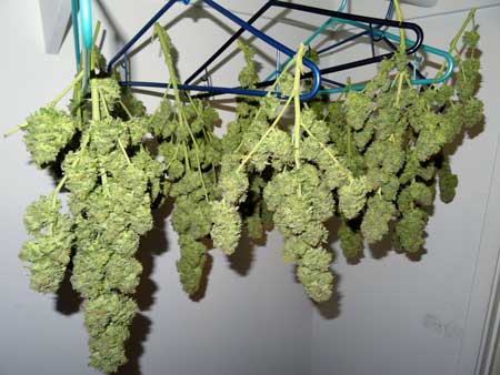 Buds from defoliated White Rhino cannabis plant hanging as they dry