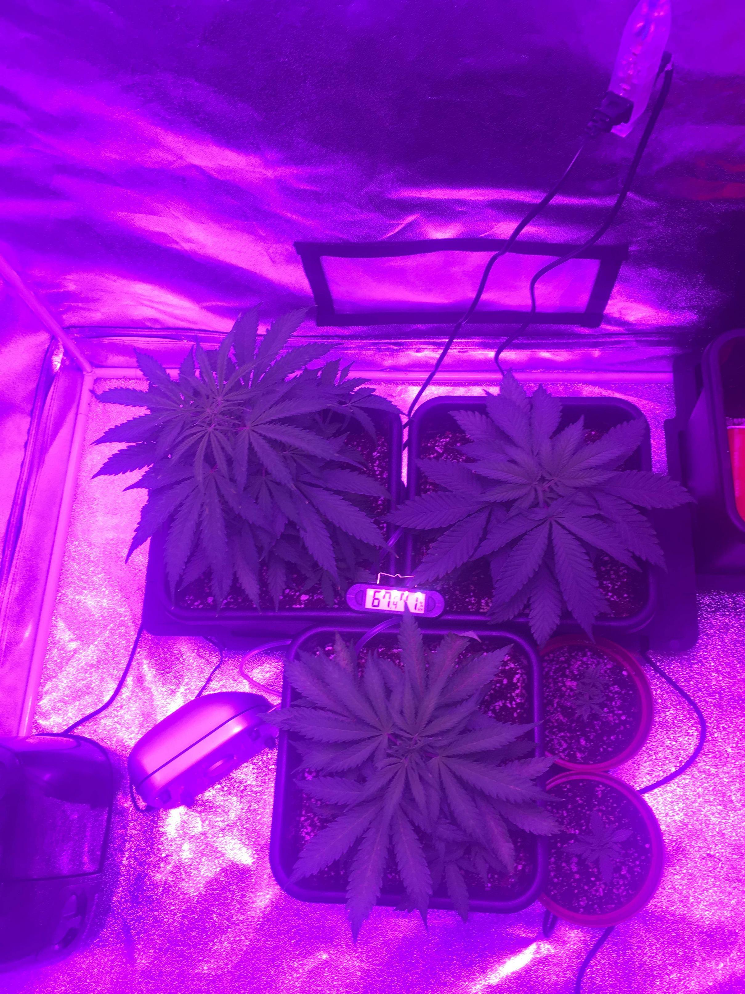 F46GsPv.jpg
