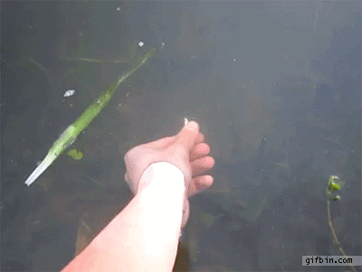 Hand Bass GIF - Find & Share on GIPHY